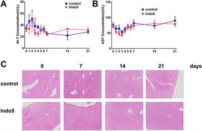 Preclinical Pharmacokinetics, Tissue Distribution, and Primary Safety Evaluation of Indo5, a Novel Selective Inhibitor of c-Met and Trks